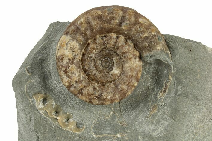 Jurassic Ammonite (Microderoceras) - Charmouth, England #243472